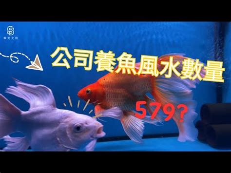 養魚數量垃圾魚|【魚要養幾隻比較好】家裡養幾條魚財運好？養單數吉利還是雙數？